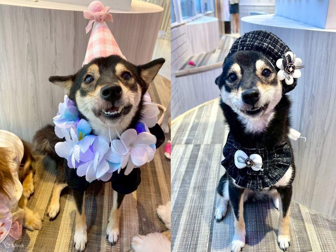 Dog Interaction Experience [Dog Cafe Rio Harajuku] - Klook